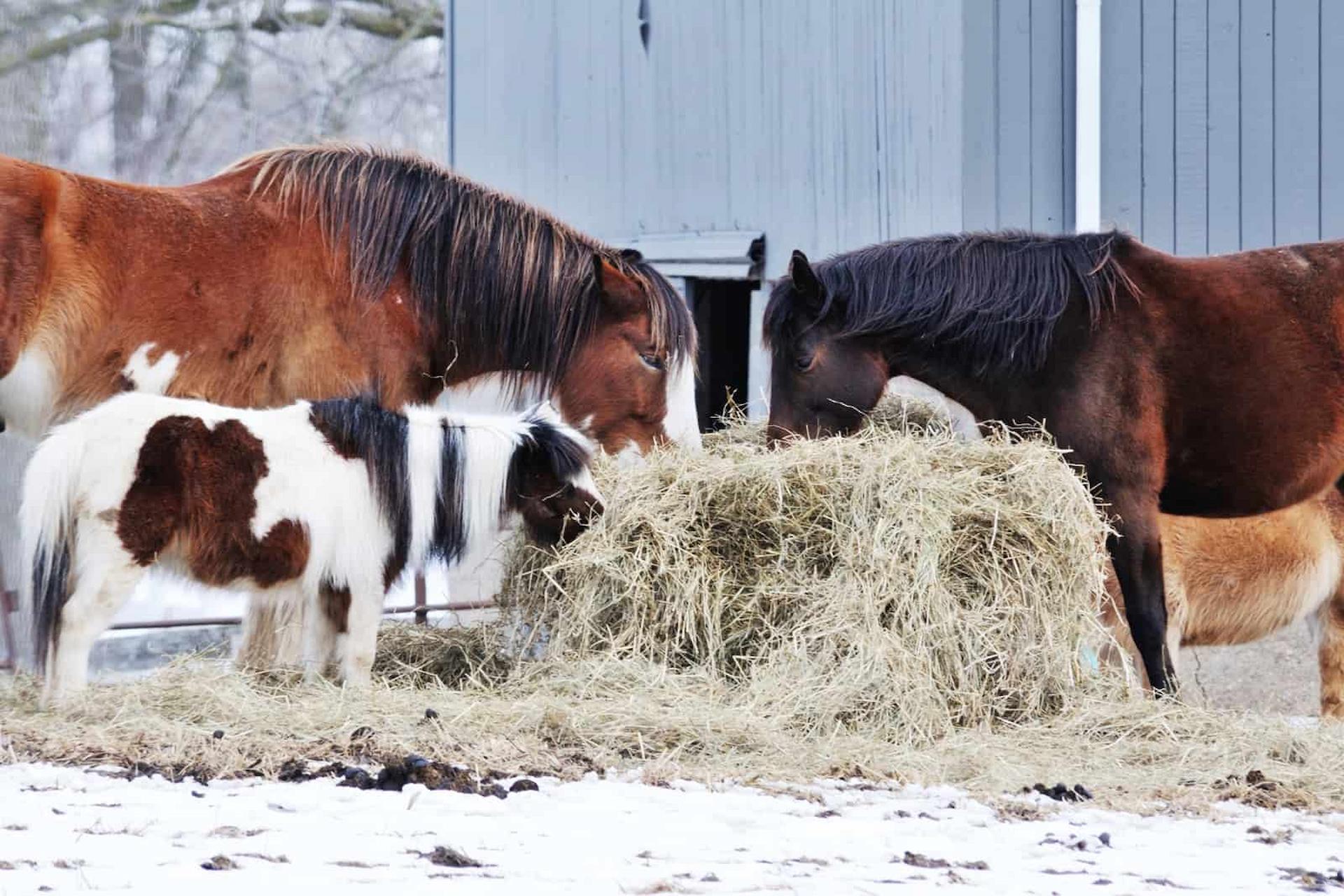 Preparing Your Horse for Winter: The Nutritional Benefits of Alfalfa