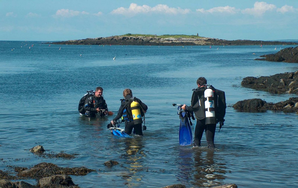 Marine Wildlife With Diving Training