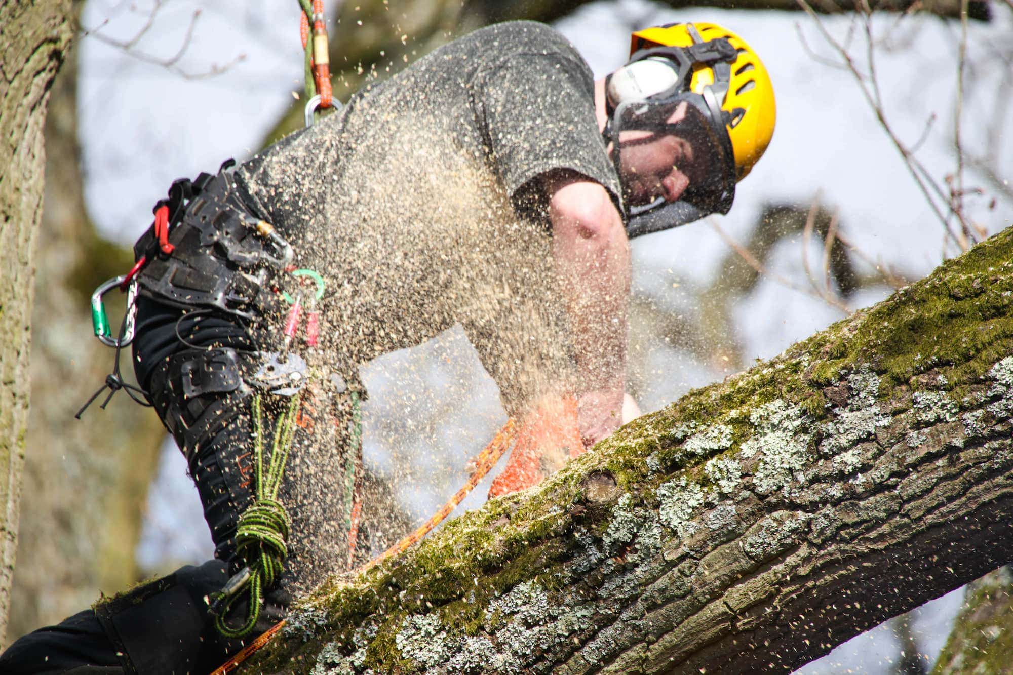 What Services Are Offered By Expert Tree Surgeons?